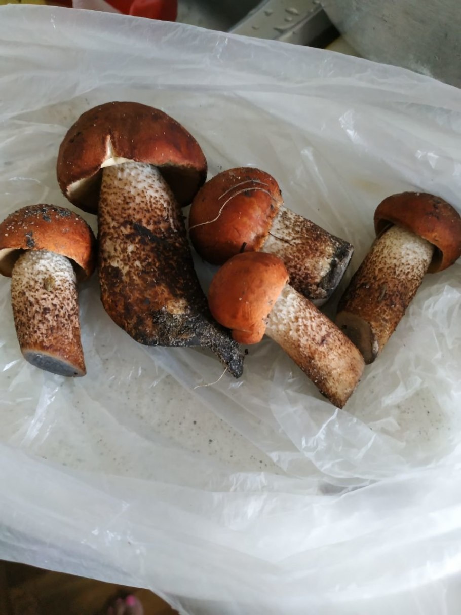 Подосиновик ложный синеет