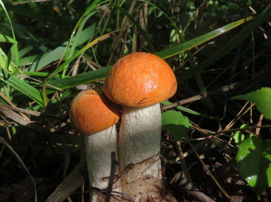 Красноногий подосиновик