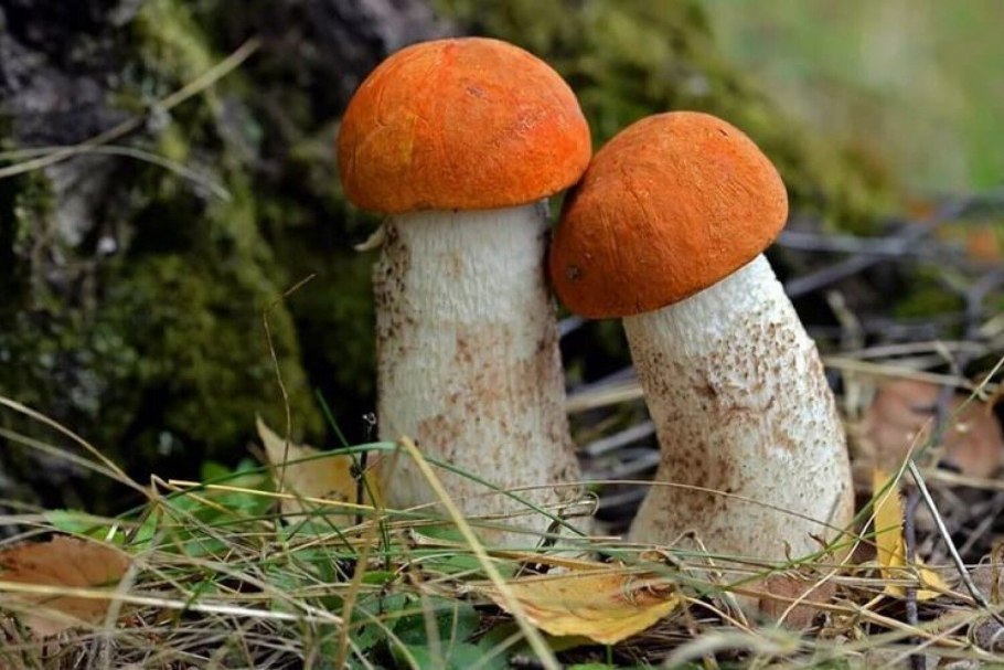 Маслята красноголовики