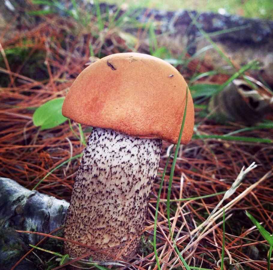 Красноголовик подберезовик