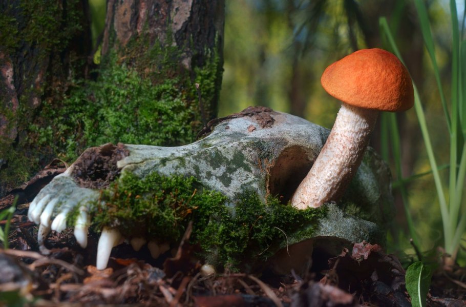 Подосиновики гриб в Сибири