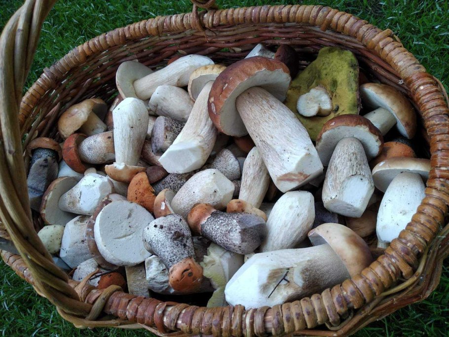 Белый гриб и подосиновик