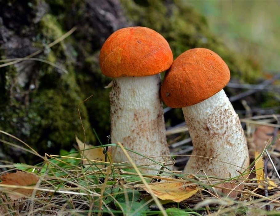 Белый гриб и красноголовик