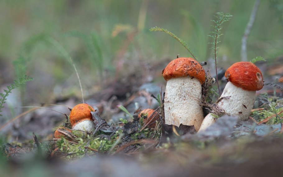 Информация о грибе красноголовик