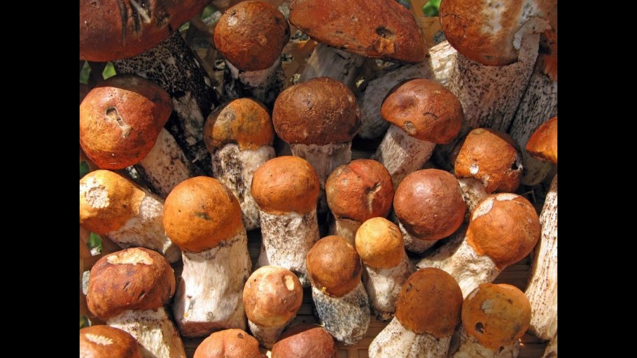 Поляна подосиновиков