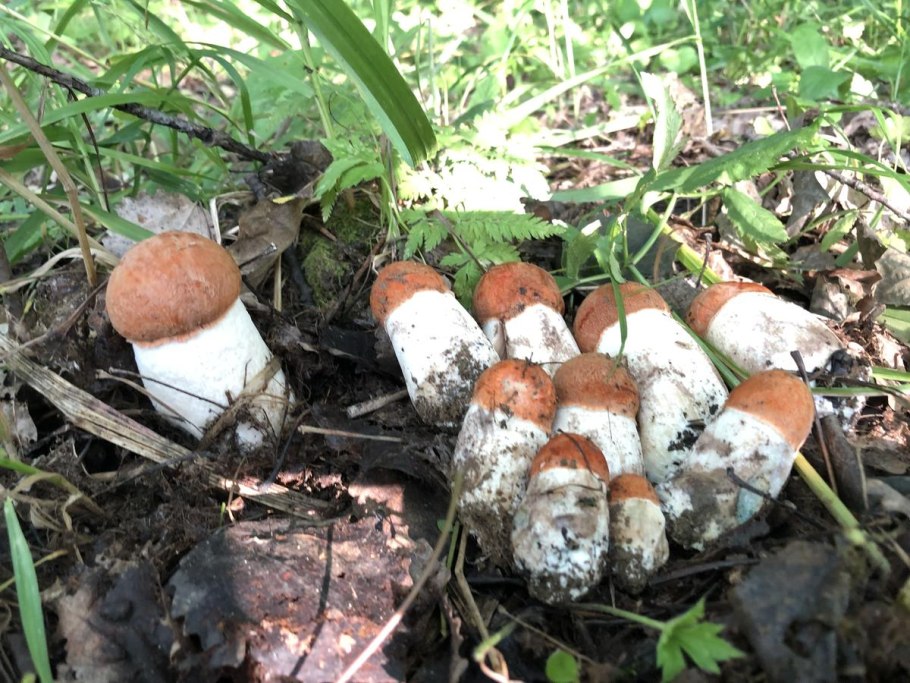 Красно головки Рязанский