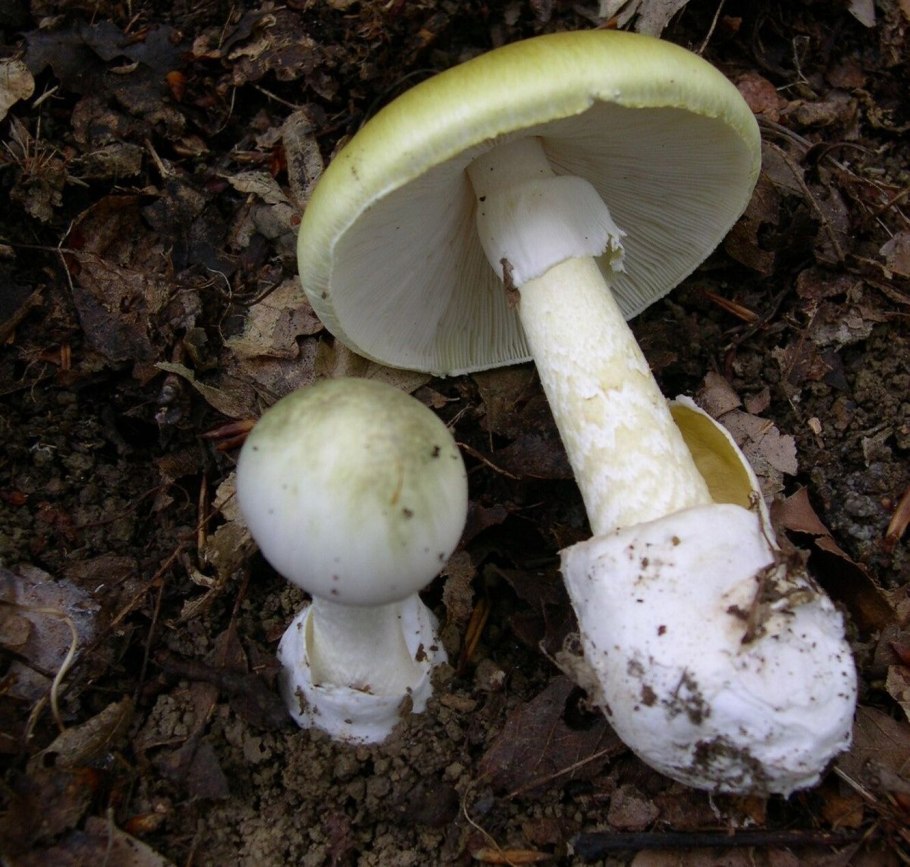 Бледная поганка и шампиньон