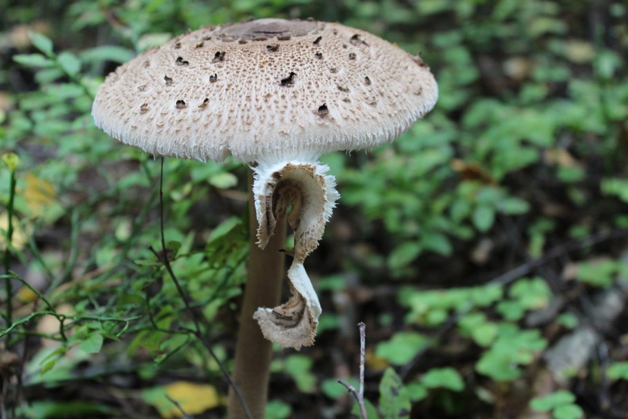 Грибы с юбочкой