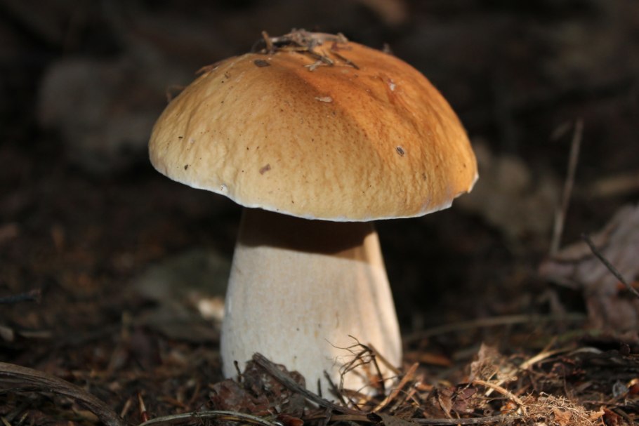 Путники грибы