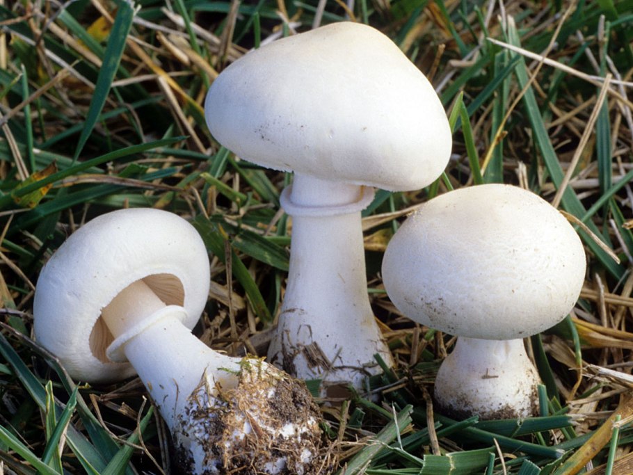 Leucoagaricus naucinus