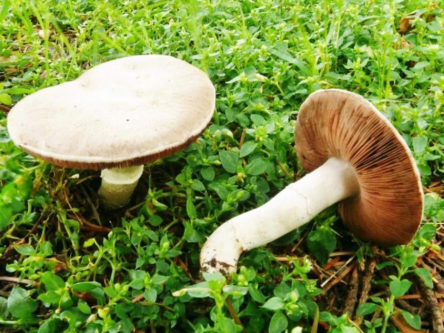 Базидиомикота шампиньон – Agaricus