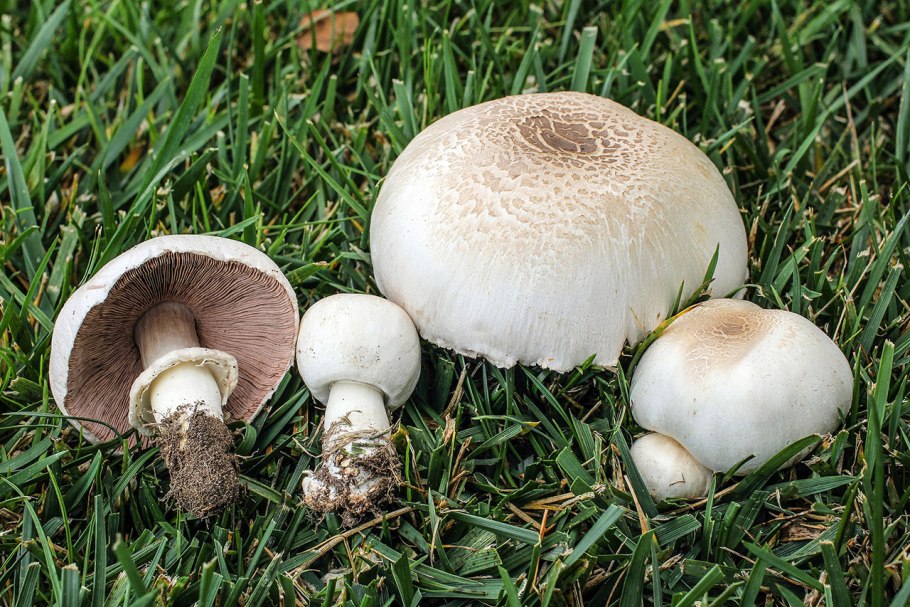Шампиньон обыкновенный (Agaricus Campestris)