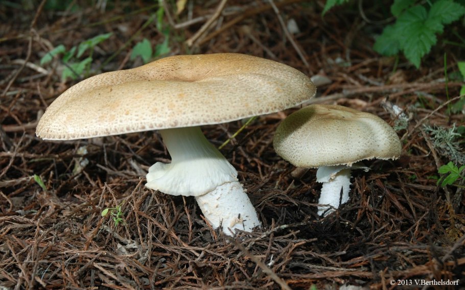 Шампиньон августовский Agaricus augustus