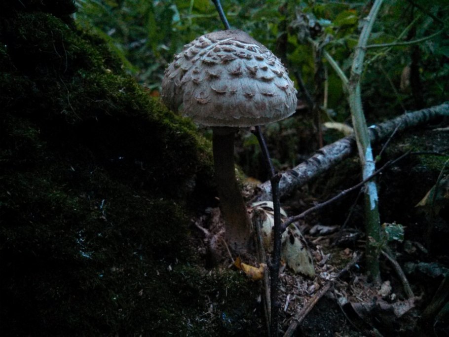 Macrolepiota venenata