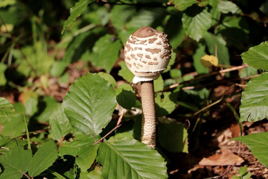 Гриб-зонтик (Parasol Mushroom) — южнее Валентайна;