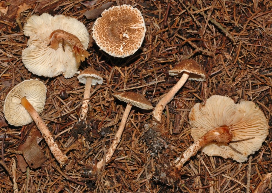 Лепиота Каштановая Lepiota Castanea