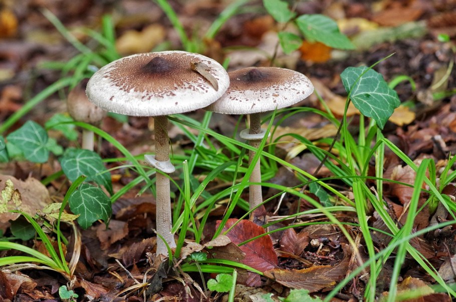 Лепиота ядовитая гриб