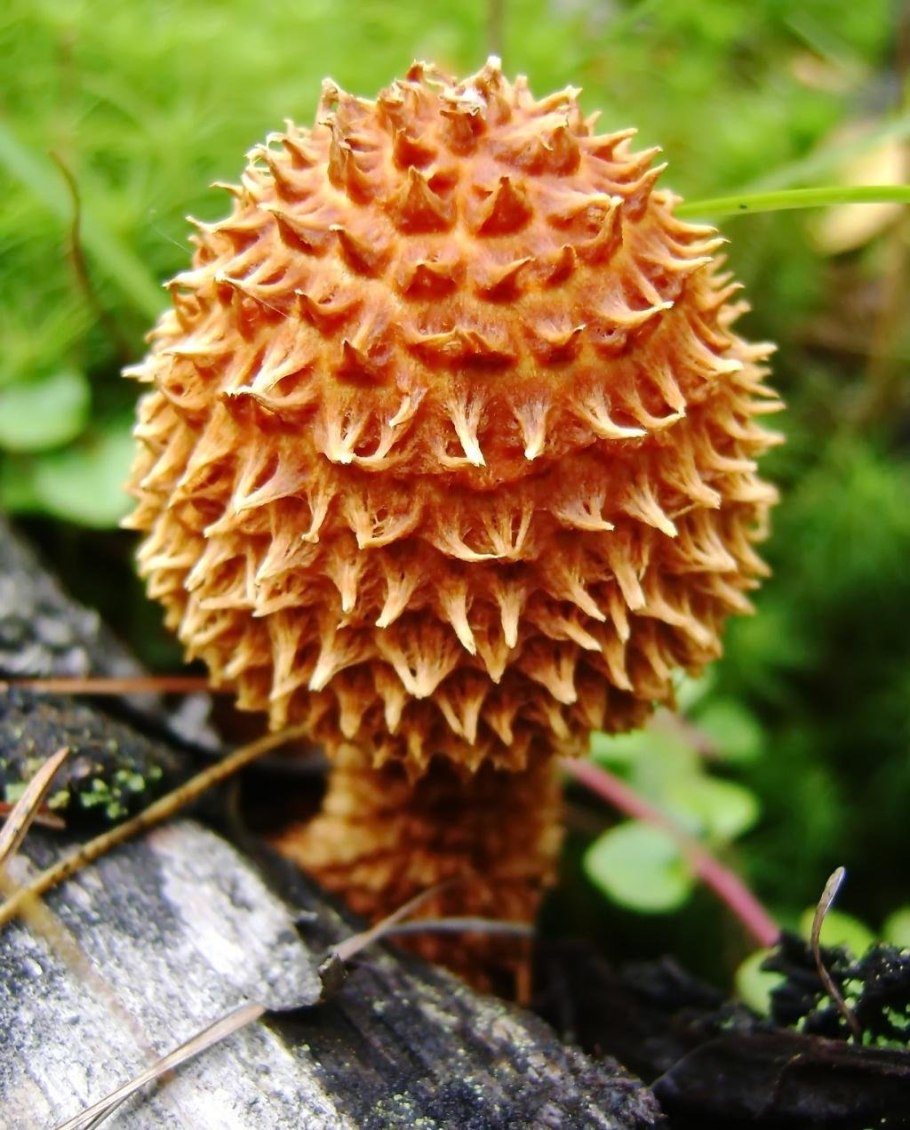 Лепиота древесинная