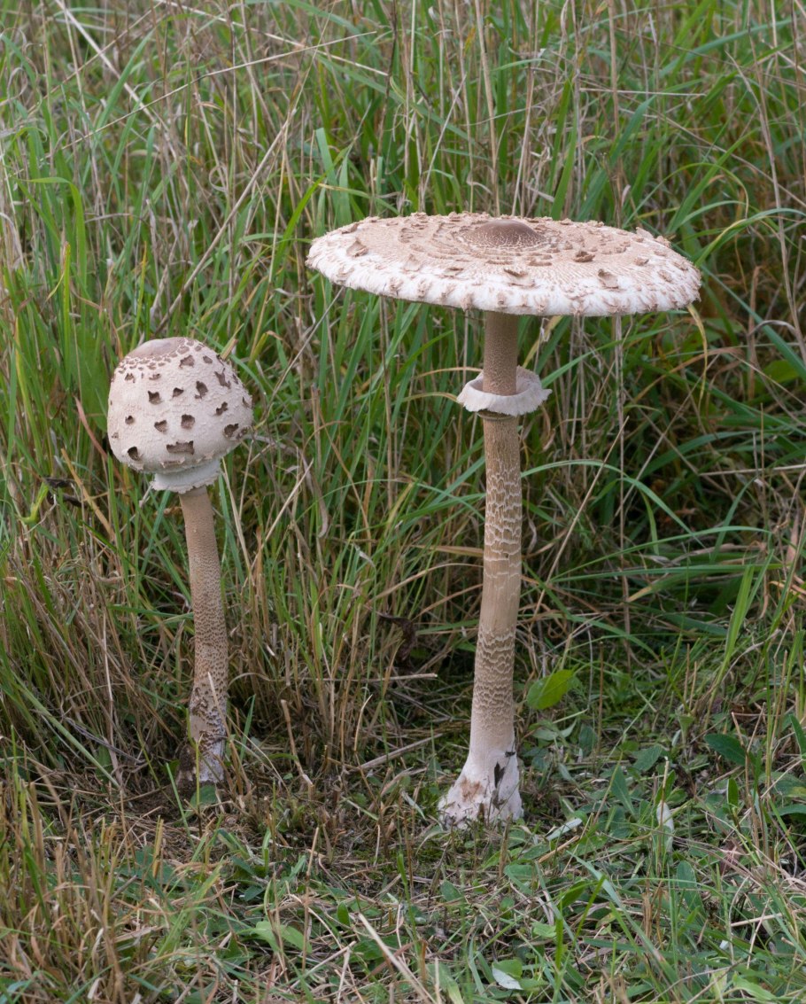 Лепиота шероховатая Lepiota aspera