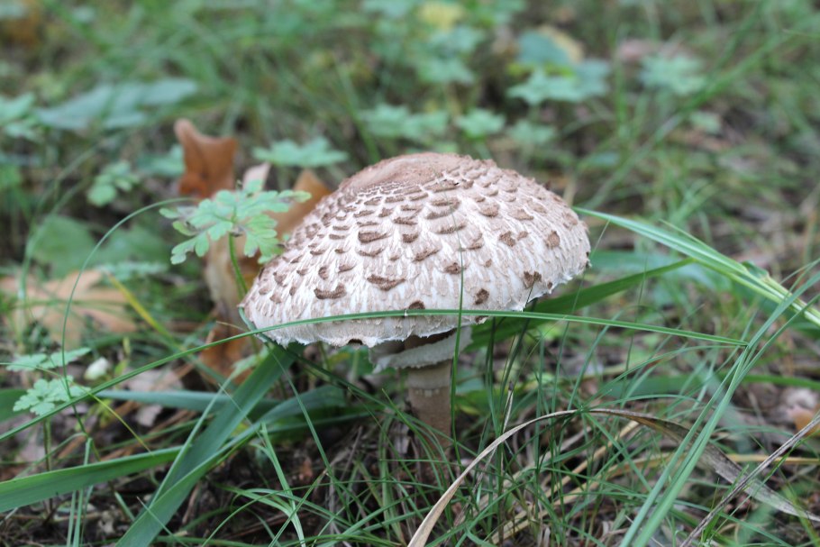 Macrolepiota procera – гриб зонтик высокий