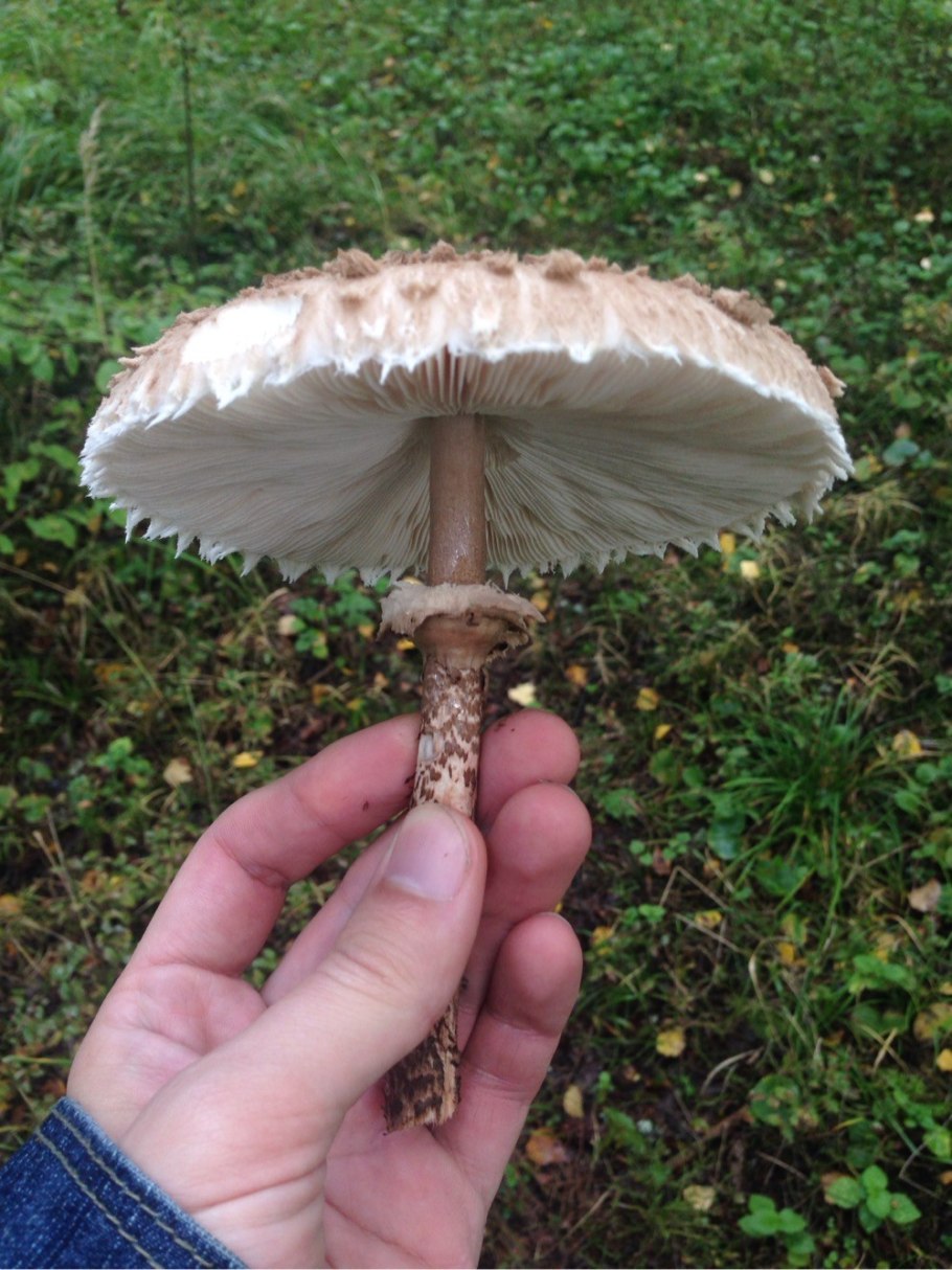 Macrolepiota venenata