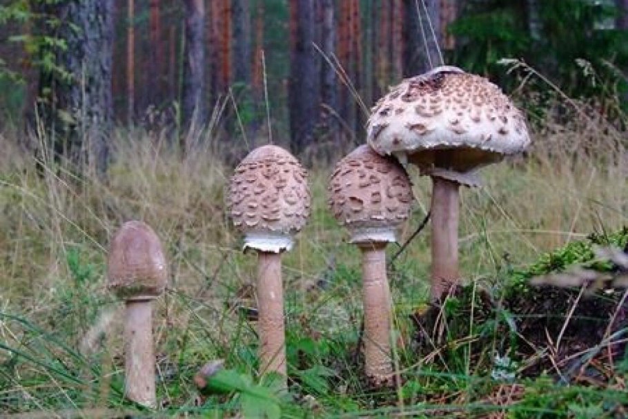 Зонтик пёстрый macrolepiota procera