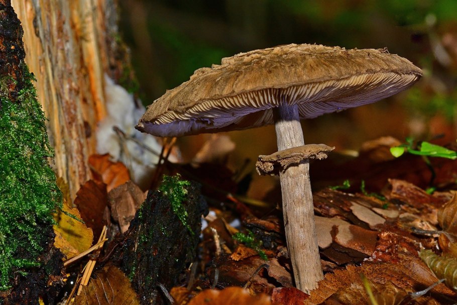 Лесной зонтик гриб