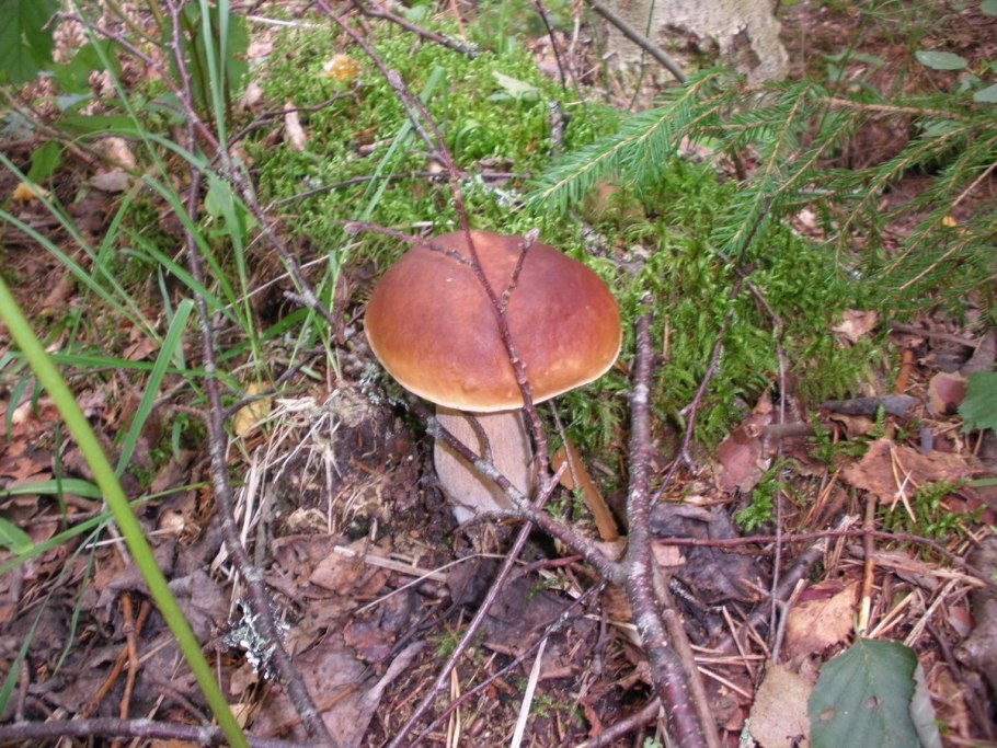 Гриб пластинчатый синеет