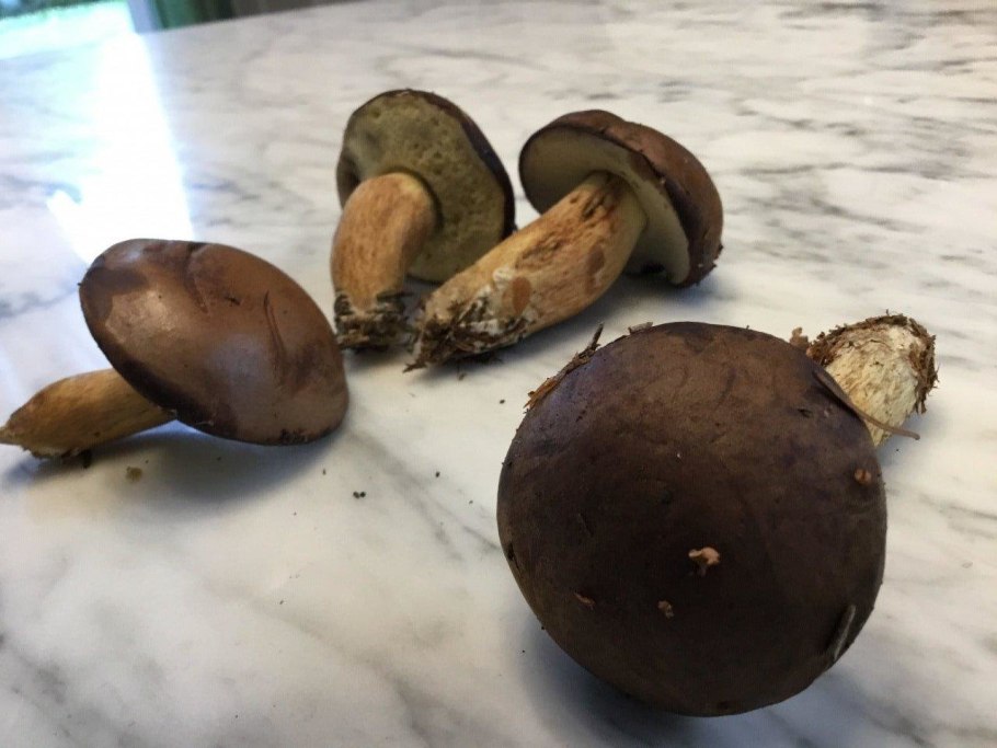 Рядовка Чешуйчатая Tricholoma imbricatum