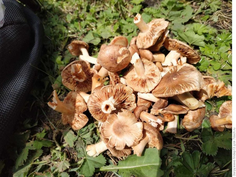 Пластинчатые грибы растущие семьями
