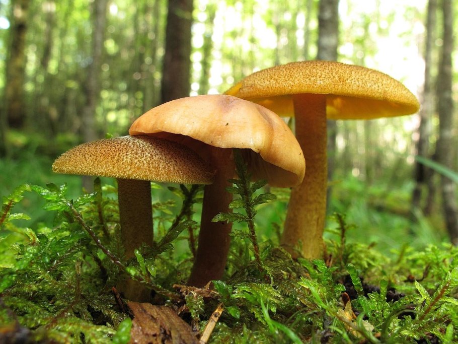 Коричневые грибы растут под соснами