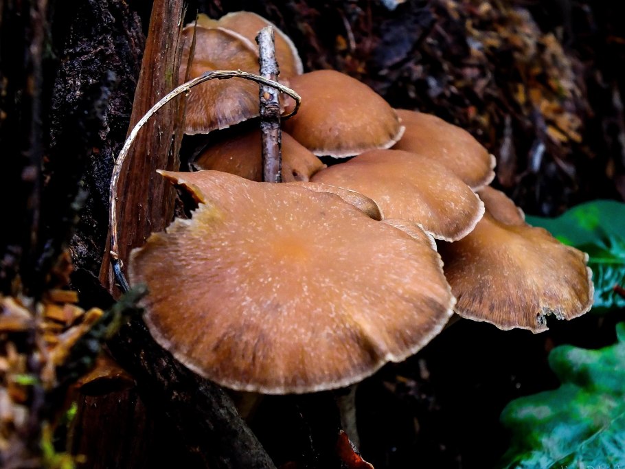 Съедобные грибы растущие семьями