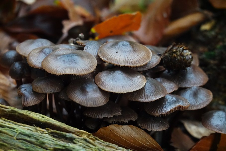 Рядовка красноватая