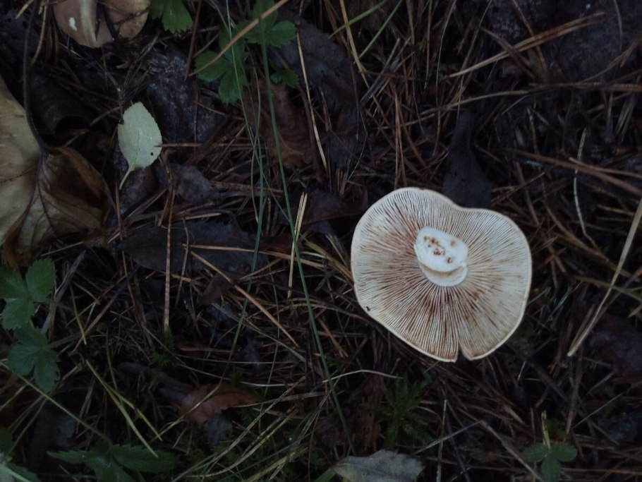 Грибы съедобные которые растут в Сосновом Бору