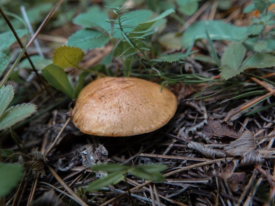 Грибы которые растут в Сосновом Бору