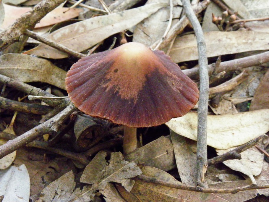 Psathyrella bipellis