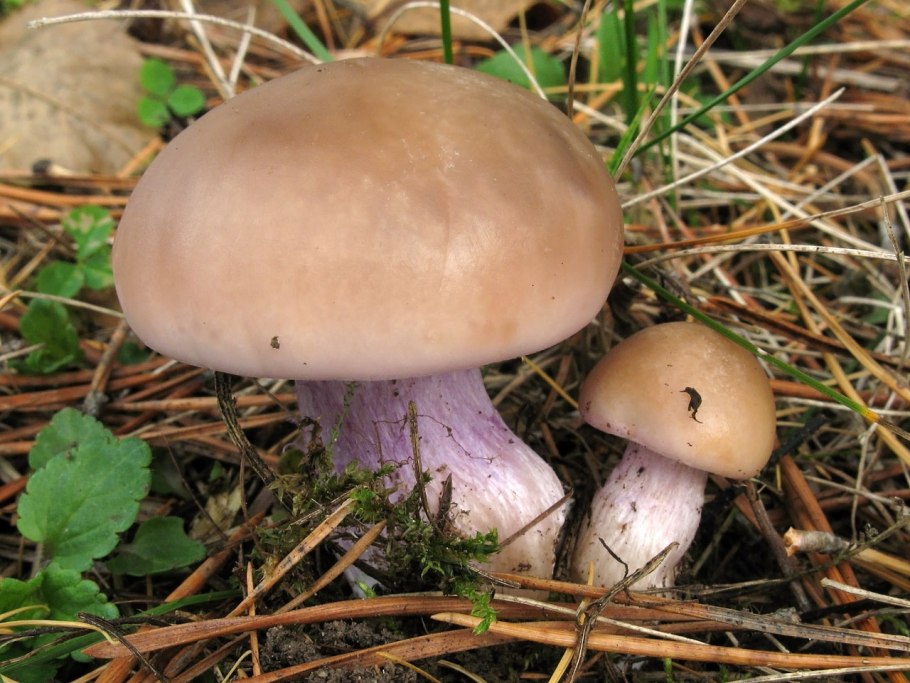 Рядовка лиловоножковая (синеножка) Lepista Saeva.