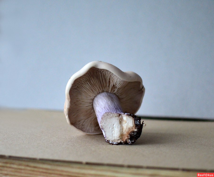 Ножки грибов