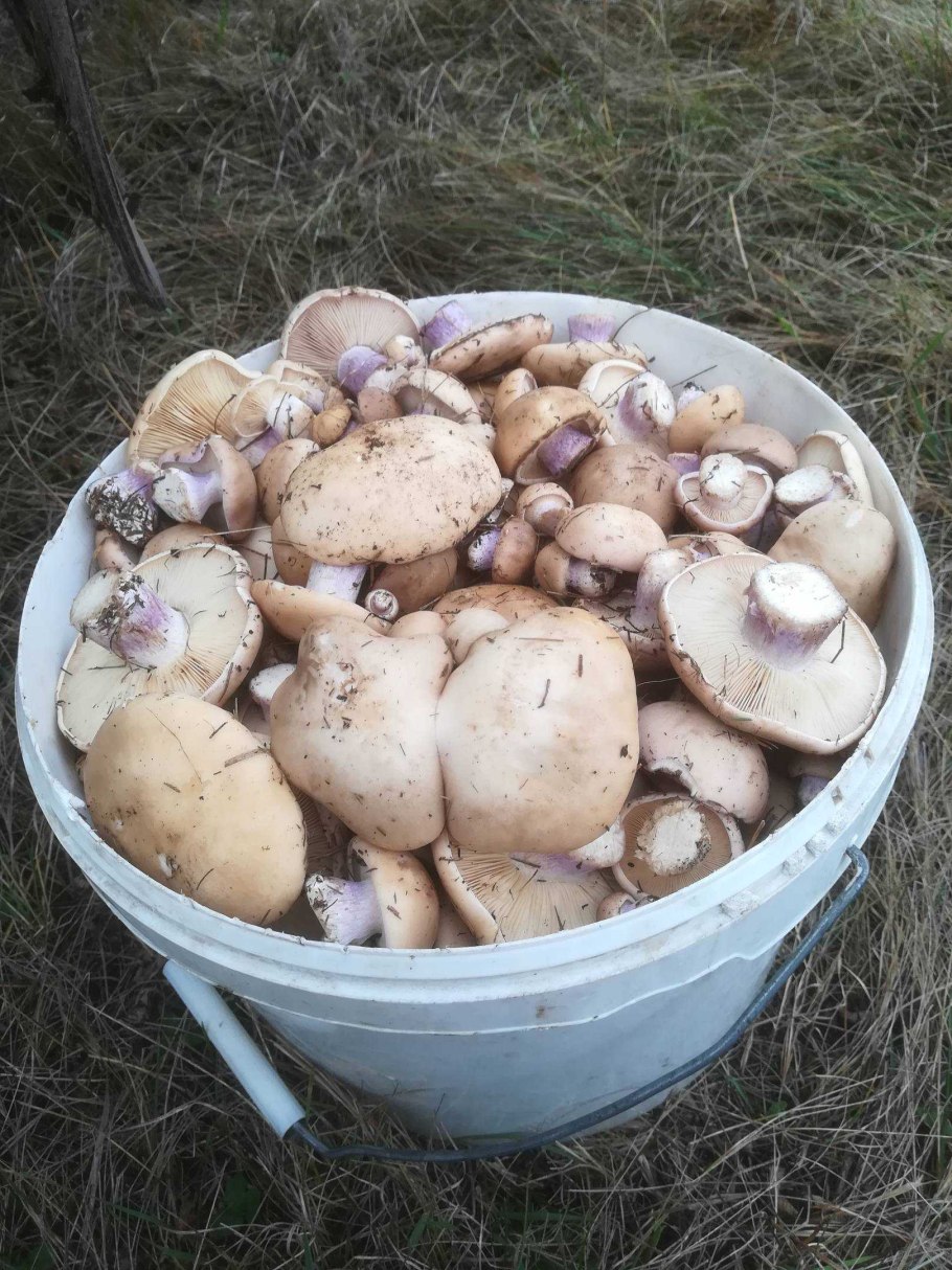 Рядовка синеножка