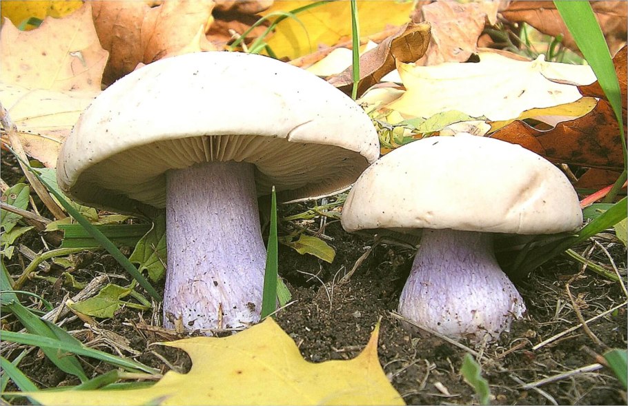 Гриб рядовка лиловоногая