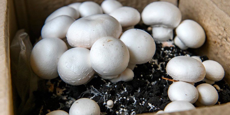 Выращивание шампиньонов в домашних условиях