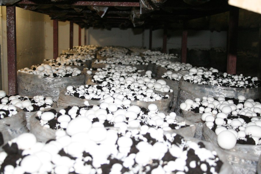 Субстратный мицелий шампиньонов