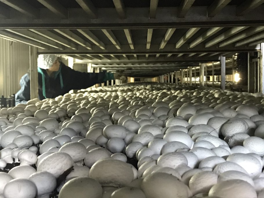 Грибная ферма шампиньоны