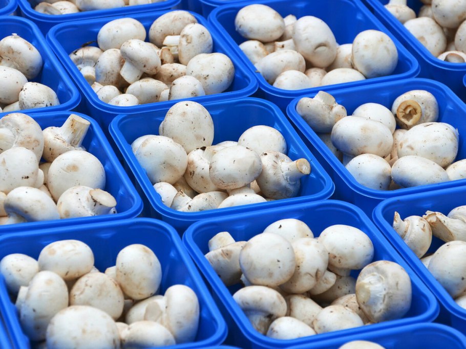 Теплица для шампиньонов