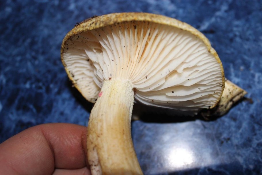 Гигрофорус гриб