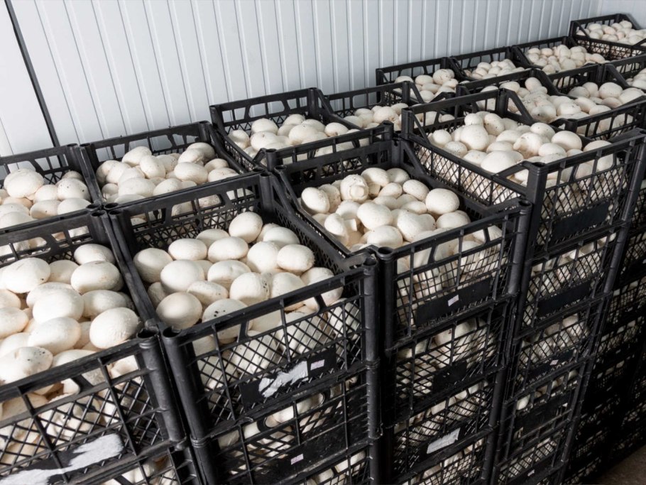 Грибная ферма шампиньоны