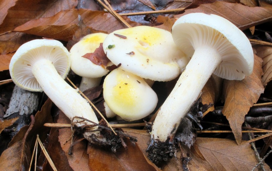 Гигрофор буковый Hygrophorus Leucophaeus