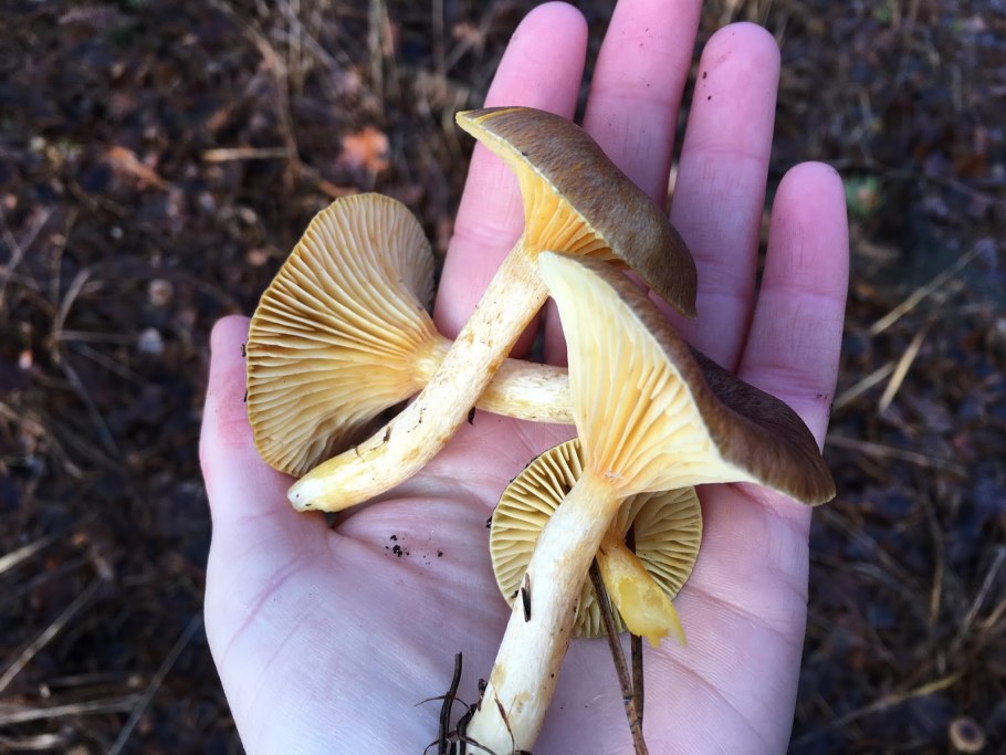 Гигрофор поздний Hygrophorus hypothejus