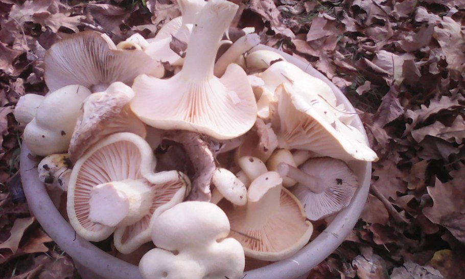 Гигрофор золотистый гриб