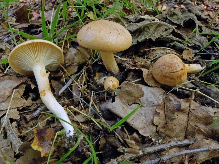 Гриб гигрофор Луговой